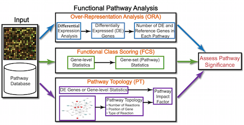 Pathway analysis tools