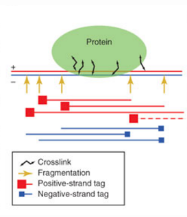 Peak calling with MACS2 | Introduction to ChIP-Seq using high ...