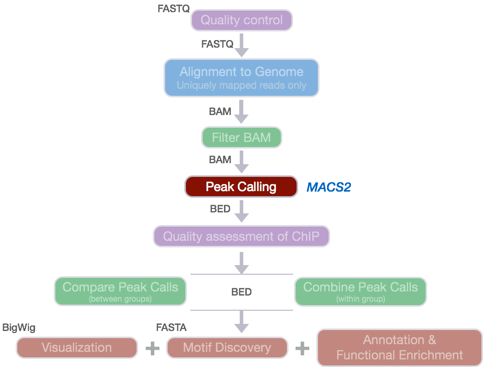 Peak calling with MACS2 | Introduction to ChIP-Seq using high ...