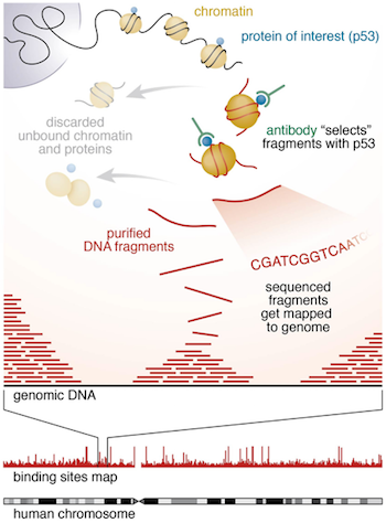 Introduction to ChIP-seq and directory setup | Introduction to ChIP-Seq ...