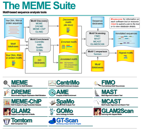 Two most significant motifs found by the MEME, DREME and AME algorithms