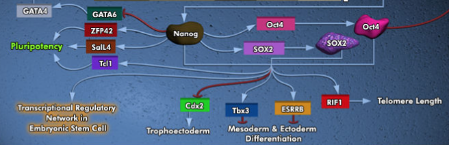 nanog