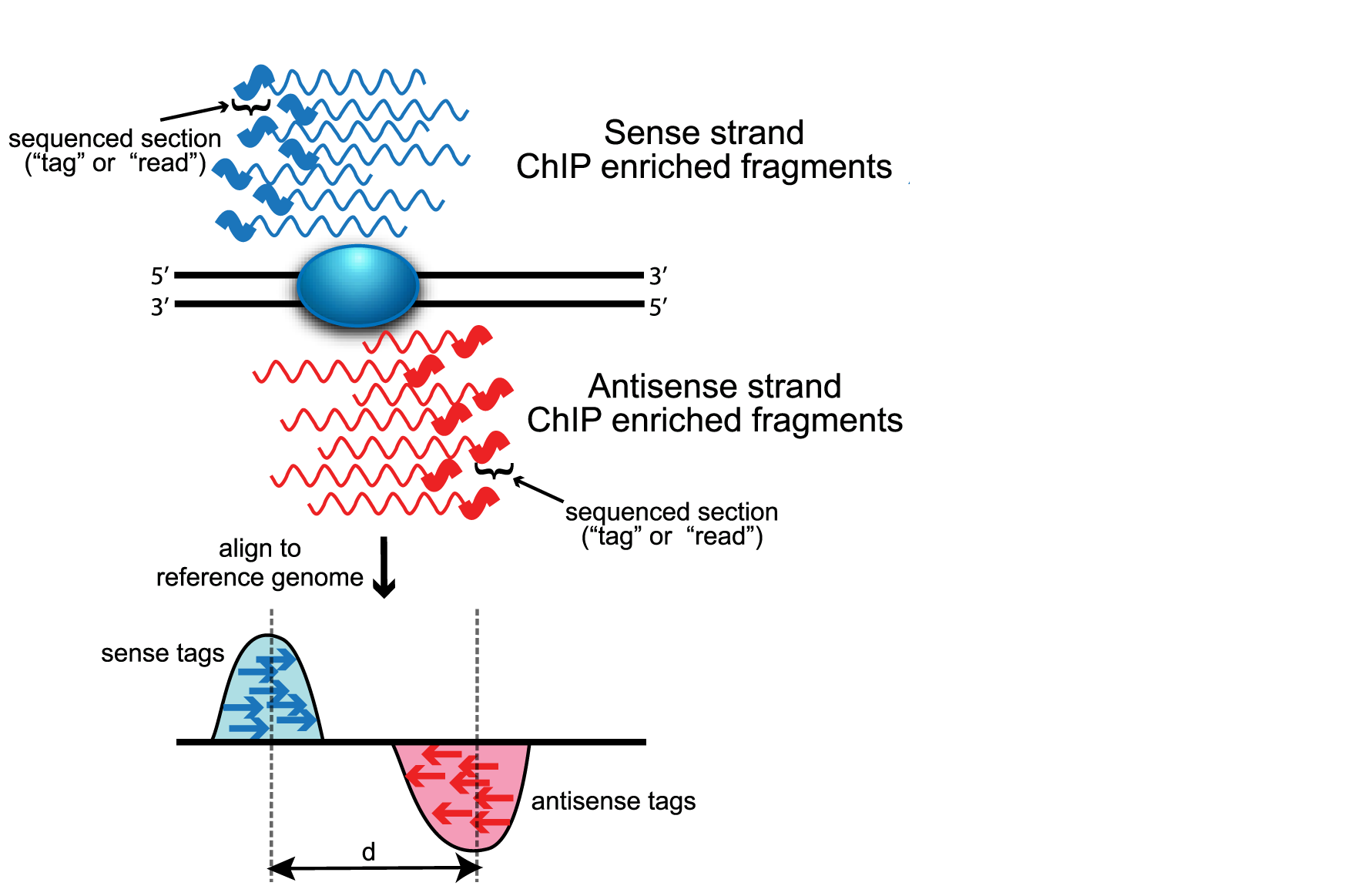 Peak calling with MACS2 | Introduction to ChIP-Seq using high ...