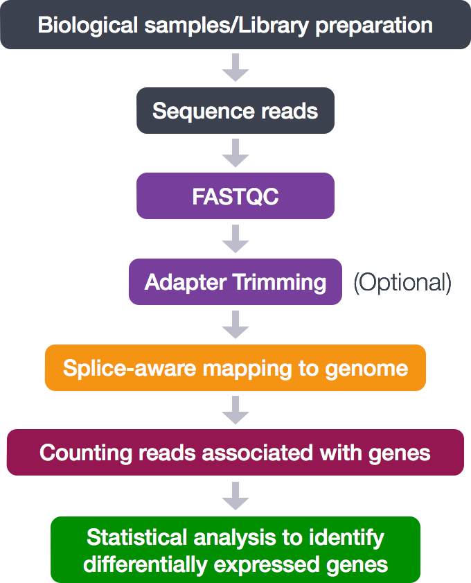 Alignment With Star Introduction To Rna Seq Using High Performance Computing Archived