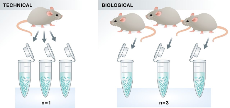 replication in an experimental design